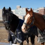 Not-for-profit group to offer horseback riding to the disabled, veterans, seniors on Staten Island