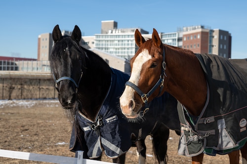 Not-for-profit group to offer horseback riding to the disabled, veterans, seniors on Staten Island